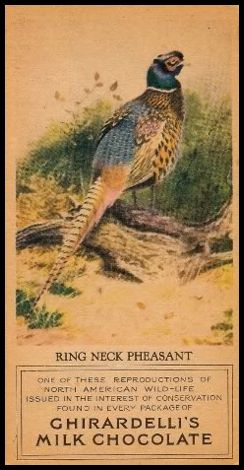 31 Ring Neck Pheasant